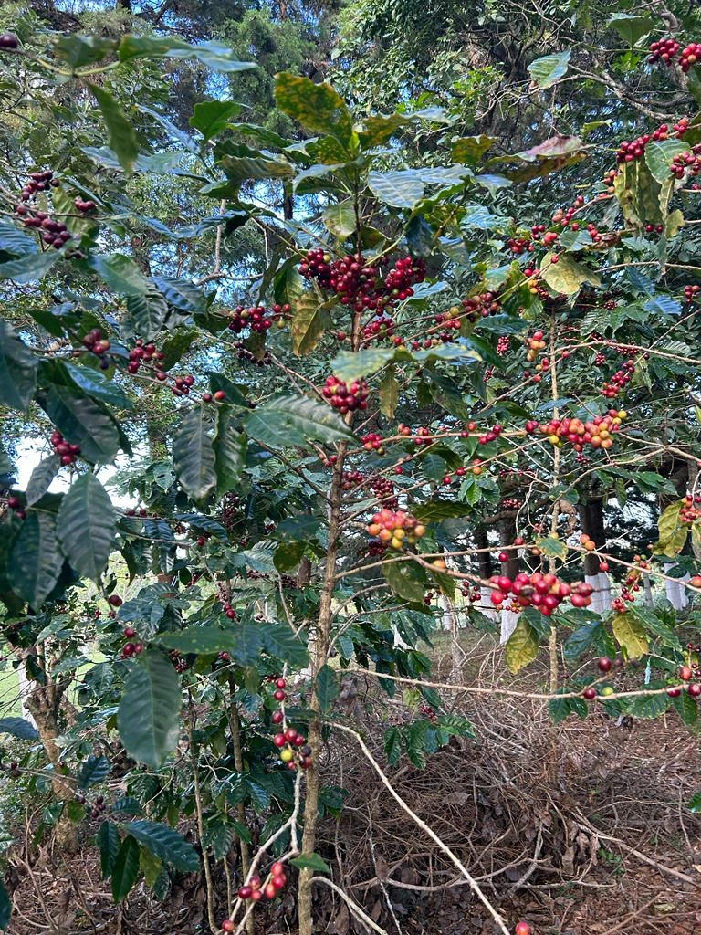 Planta de Café en Guatemala
